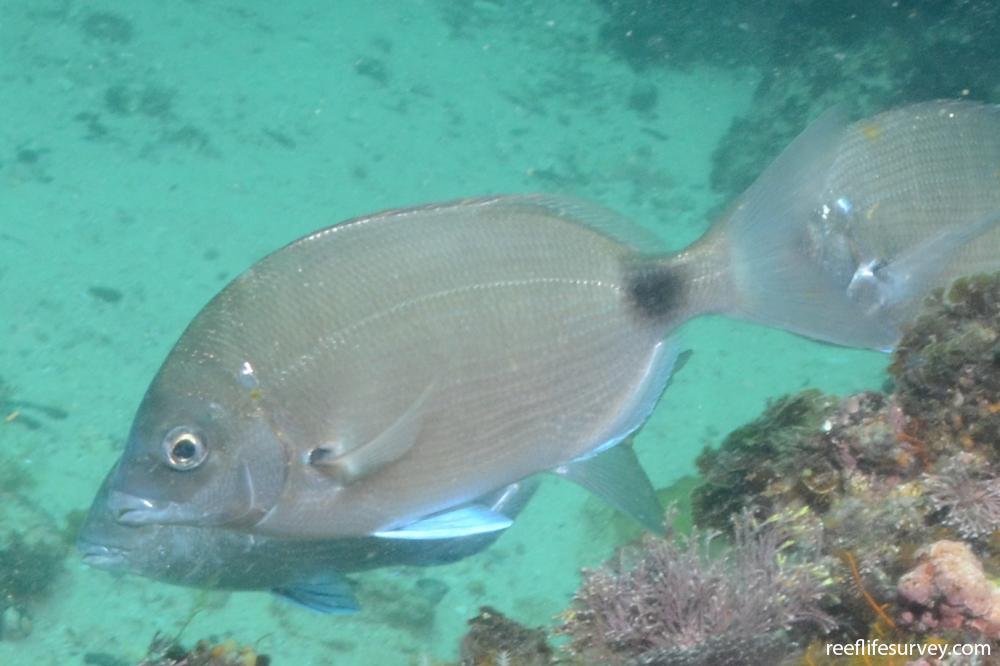 Diplodus capensis