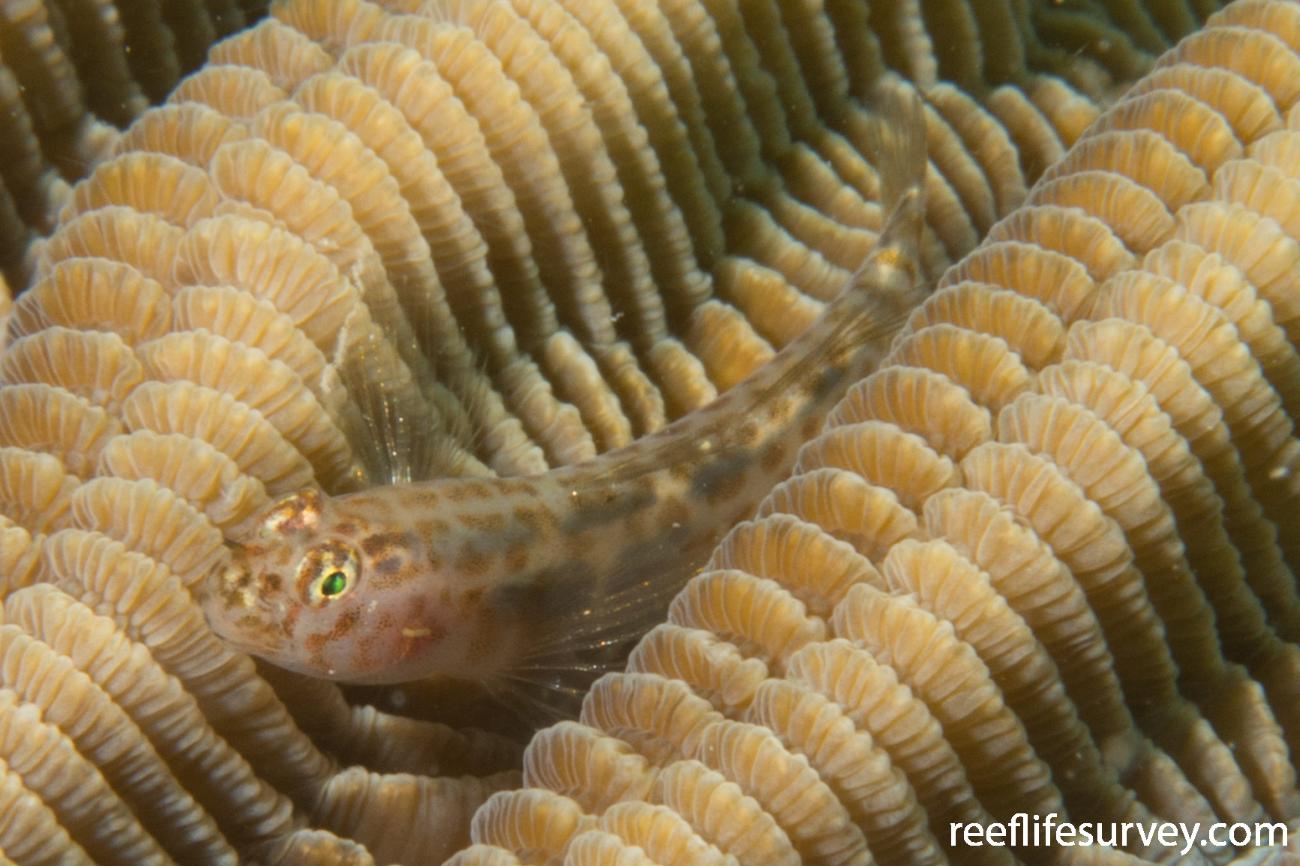 Elacatinus saucrus Leopard Goby