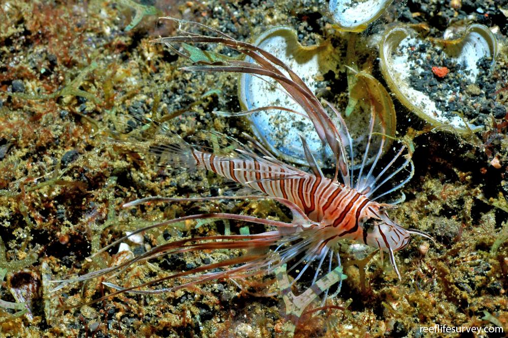 Pterois volitans