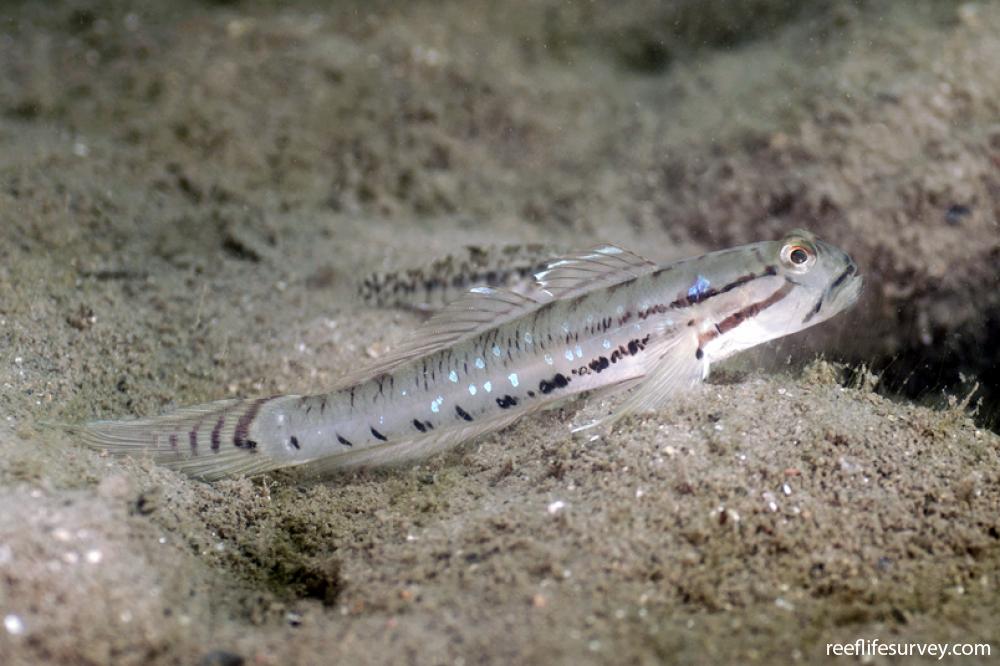 Arenigobius bifrenatus