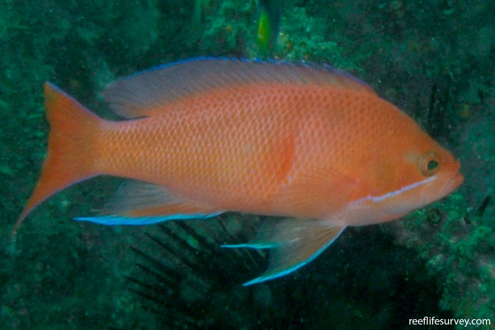 Pseudanthias rubrizonatus