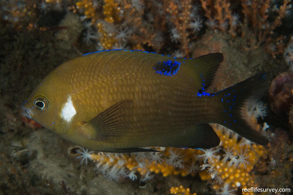 Parma microlepis