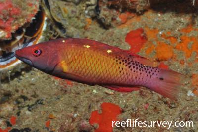 Bodianus diana