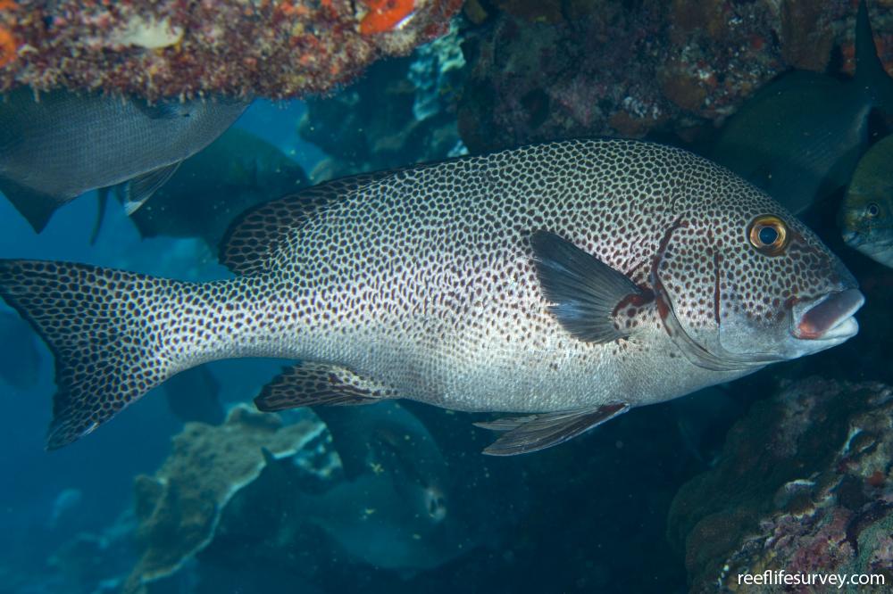 Plectorhinchus picus