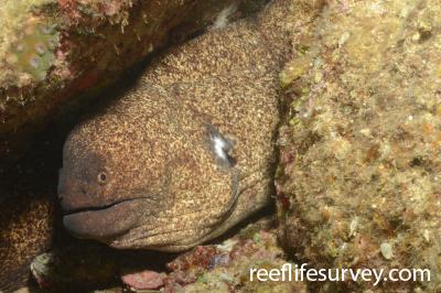 Gymnothorax flavimarginatus