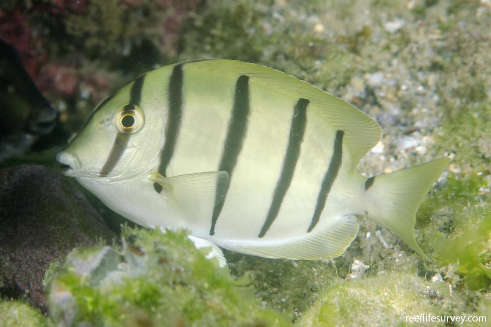 Acanthurus triostegus