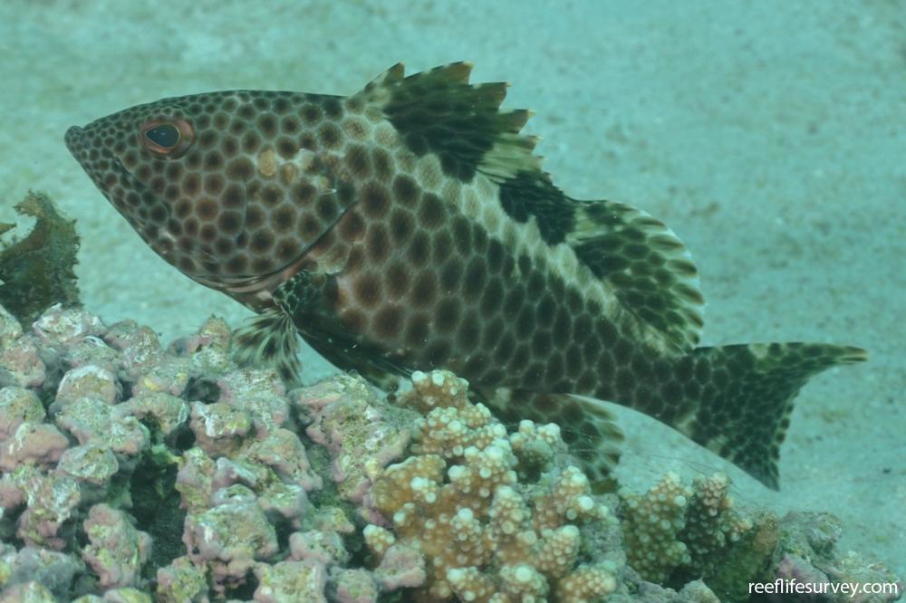 Epinephelus bilobatus