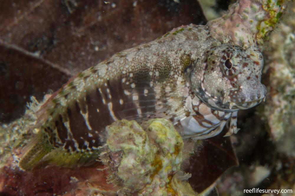 Salarias fasciatus