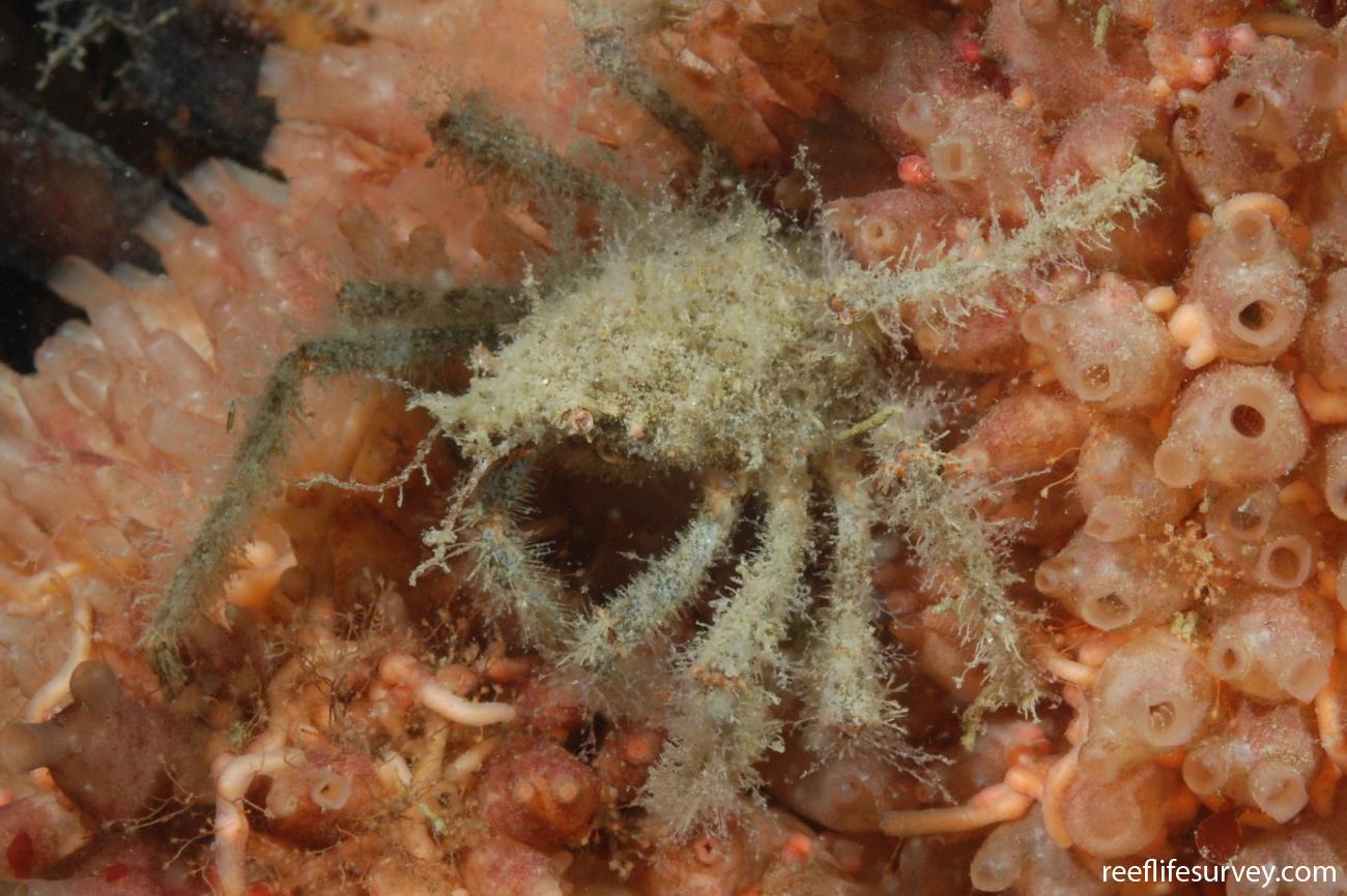 Eurypodius latreillii, Antartica Chilena, Chile,  Photo: Graham Edgar