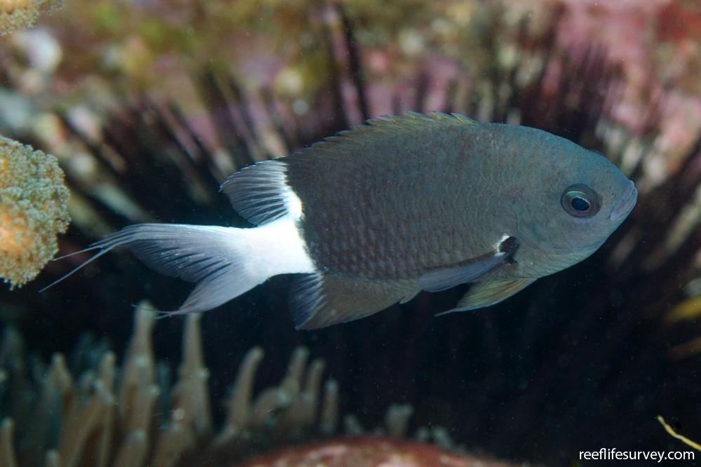 Pycnochromis margaritifer