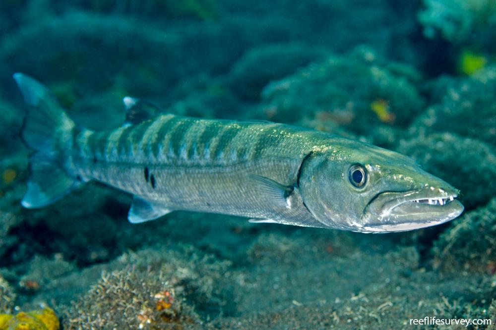 BARRACUDA (SPHYRAENA BARRACUDA)