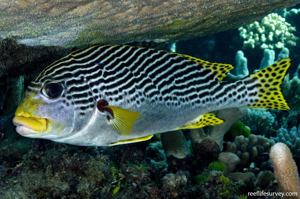 Plectorhinchus lineatus