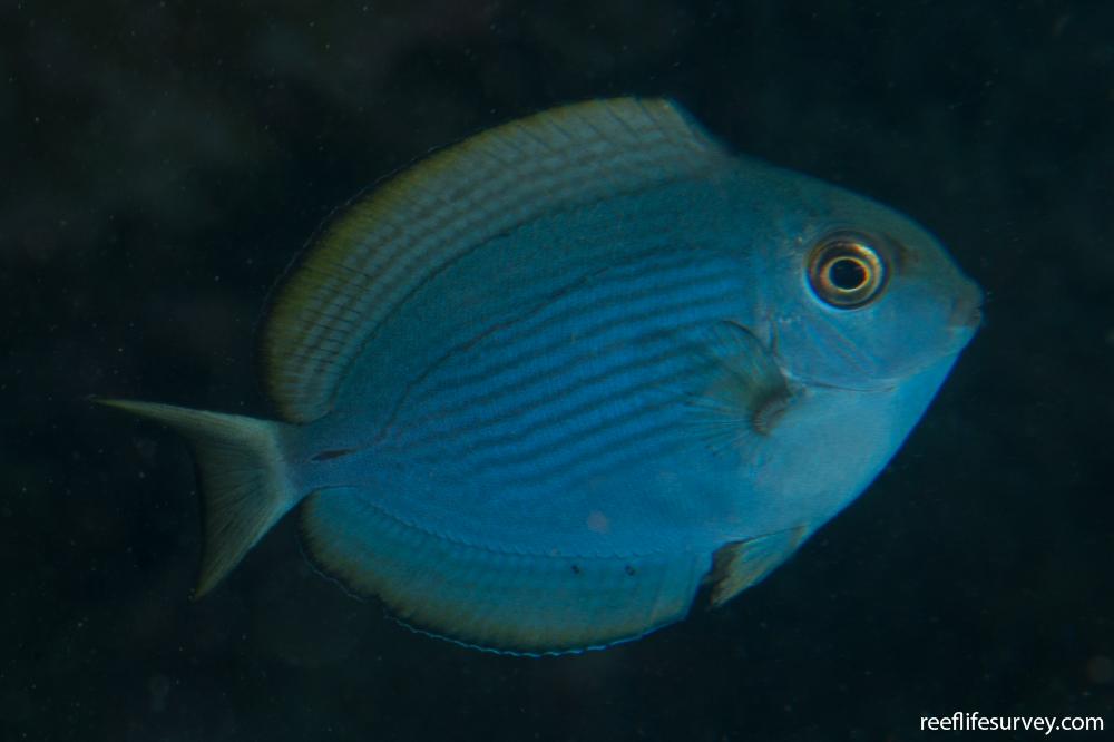 Acanthurus mata