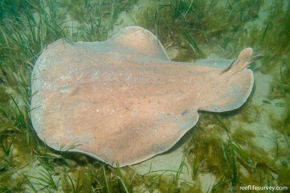 Hypnos Monopterygius Coffin Ray Reef Life Survey Hypnos Monopterygius Coffin Ray Reef Life Survey