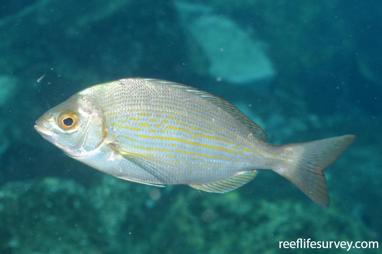 Spondyliosoma cantharus Black Seabream