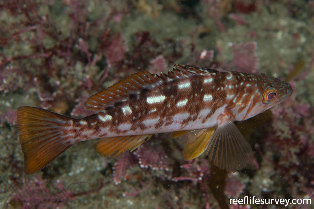 Paralabrax clathratus Kelp Bass