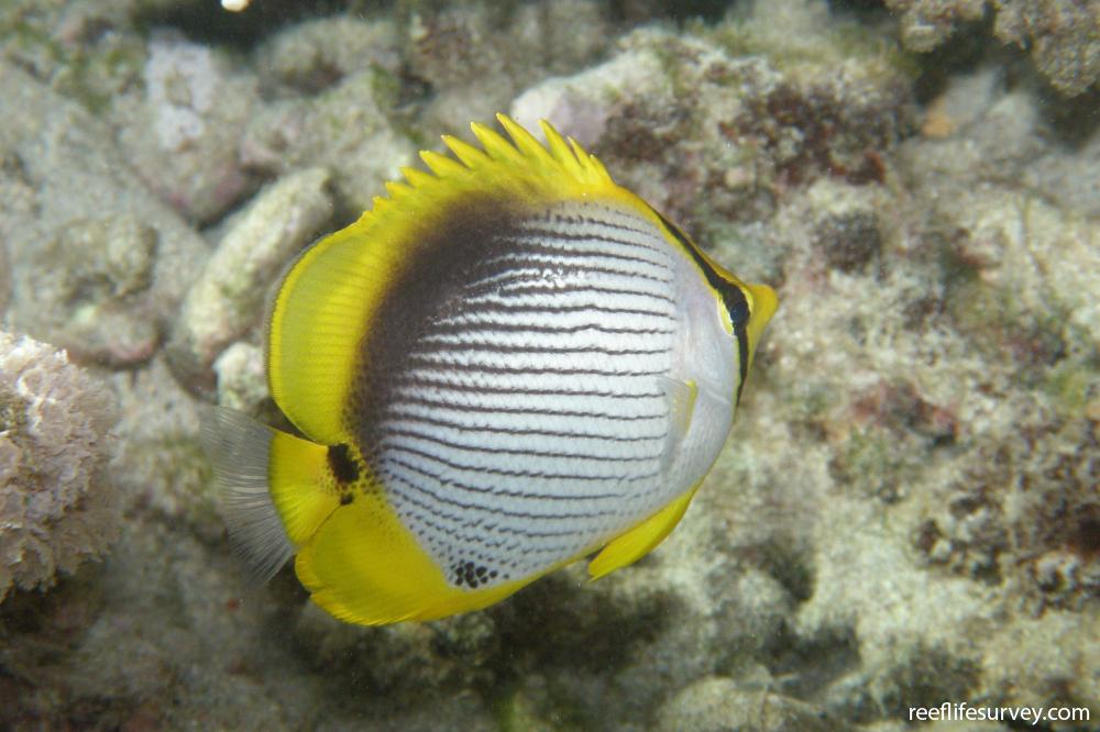 Chaetodon melannotus