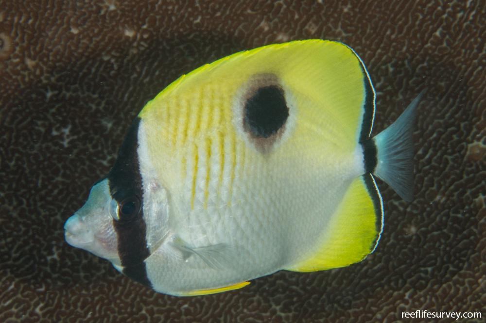 Chaetodon unimaculatus