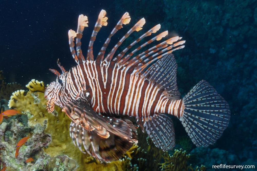 Pterois miles