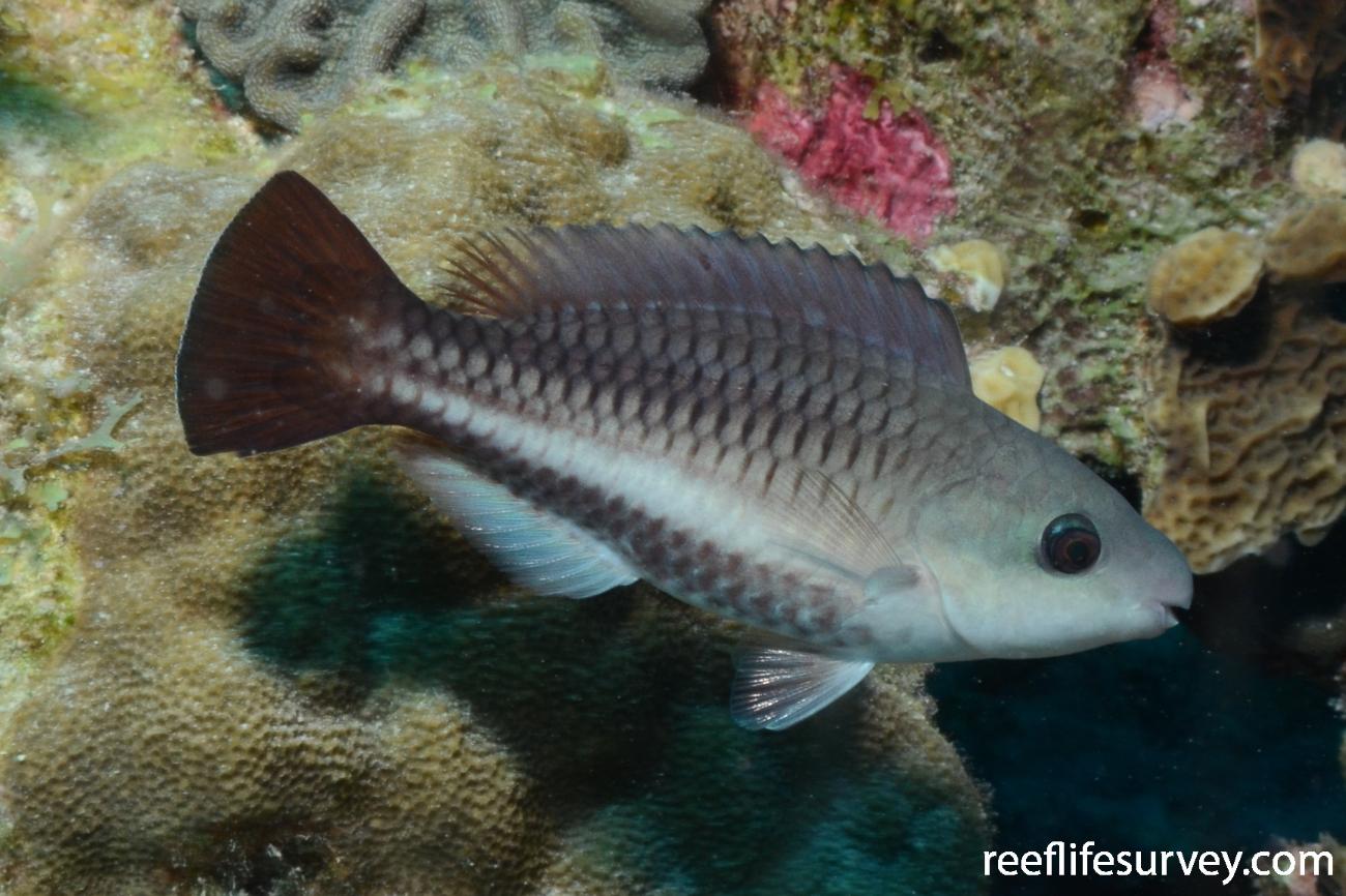 Scarus vetula Queen Parrotfish