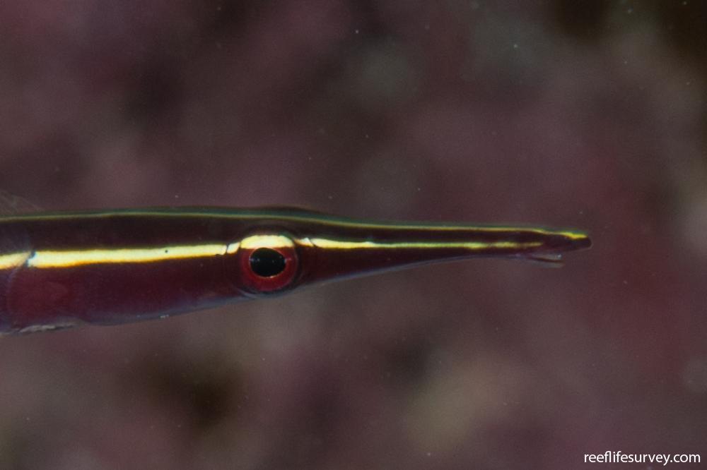 Diademichthys lineatus