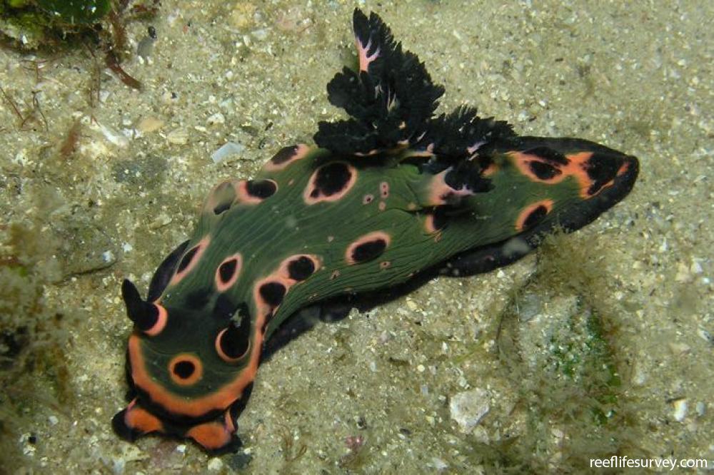 Nembrotha rosannulata