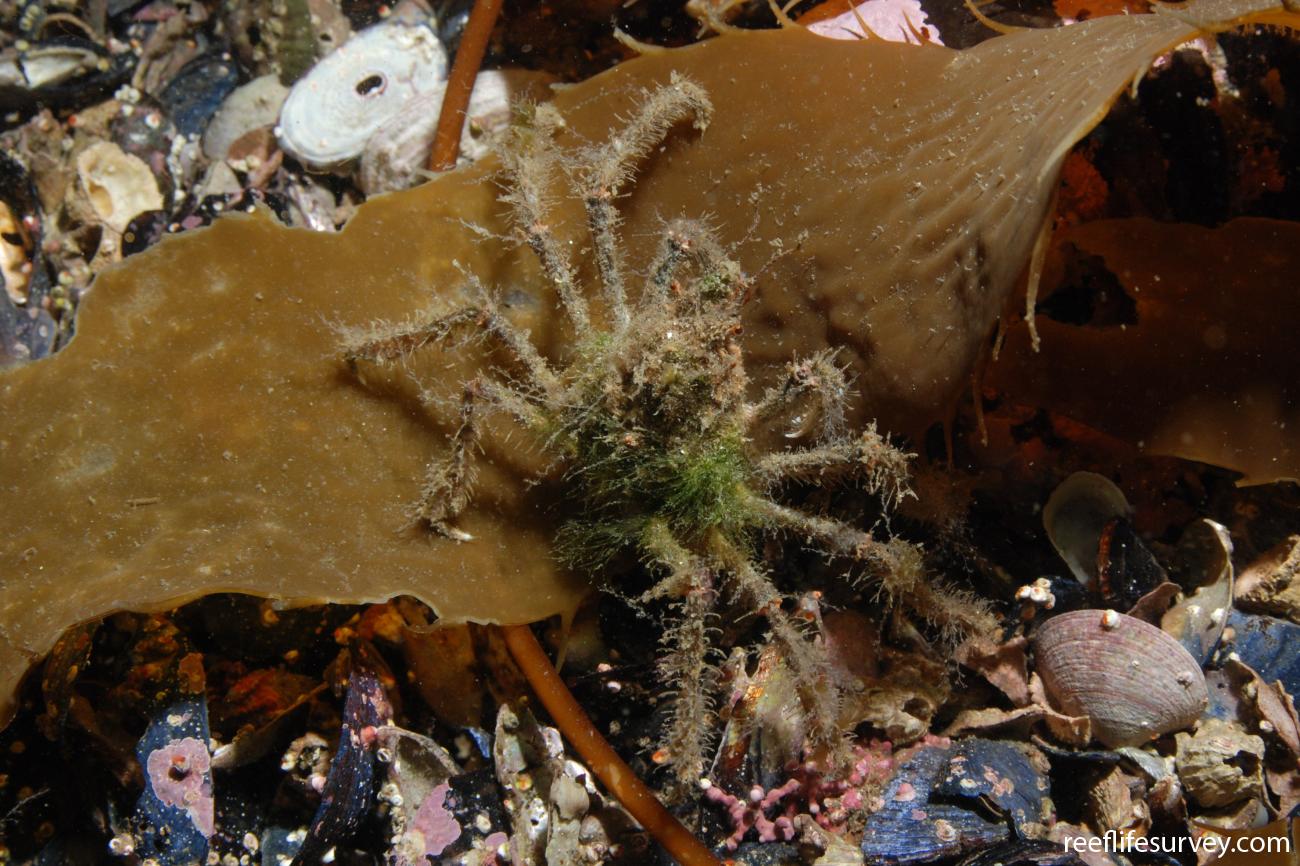 Eurypodius latreillii, Antartica Chilena, Chile,  Photo: Graham Edgar