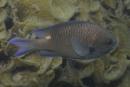 Chromis notata