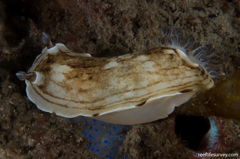 Aphelodoris varia