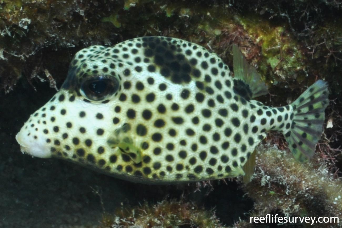 Lactophrys Bicaudalis Spotted Trunkfish ReefLifeSurvey Lactophrys Bicaudalis Spotted Trunkfish ReefLifeSurvey