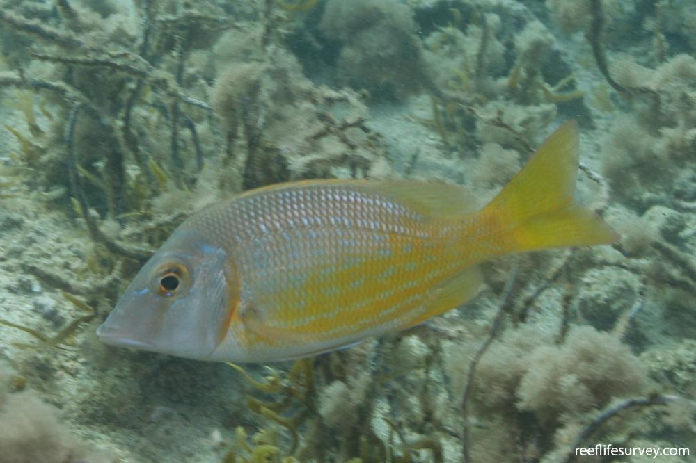 Blue Spotted Emperor