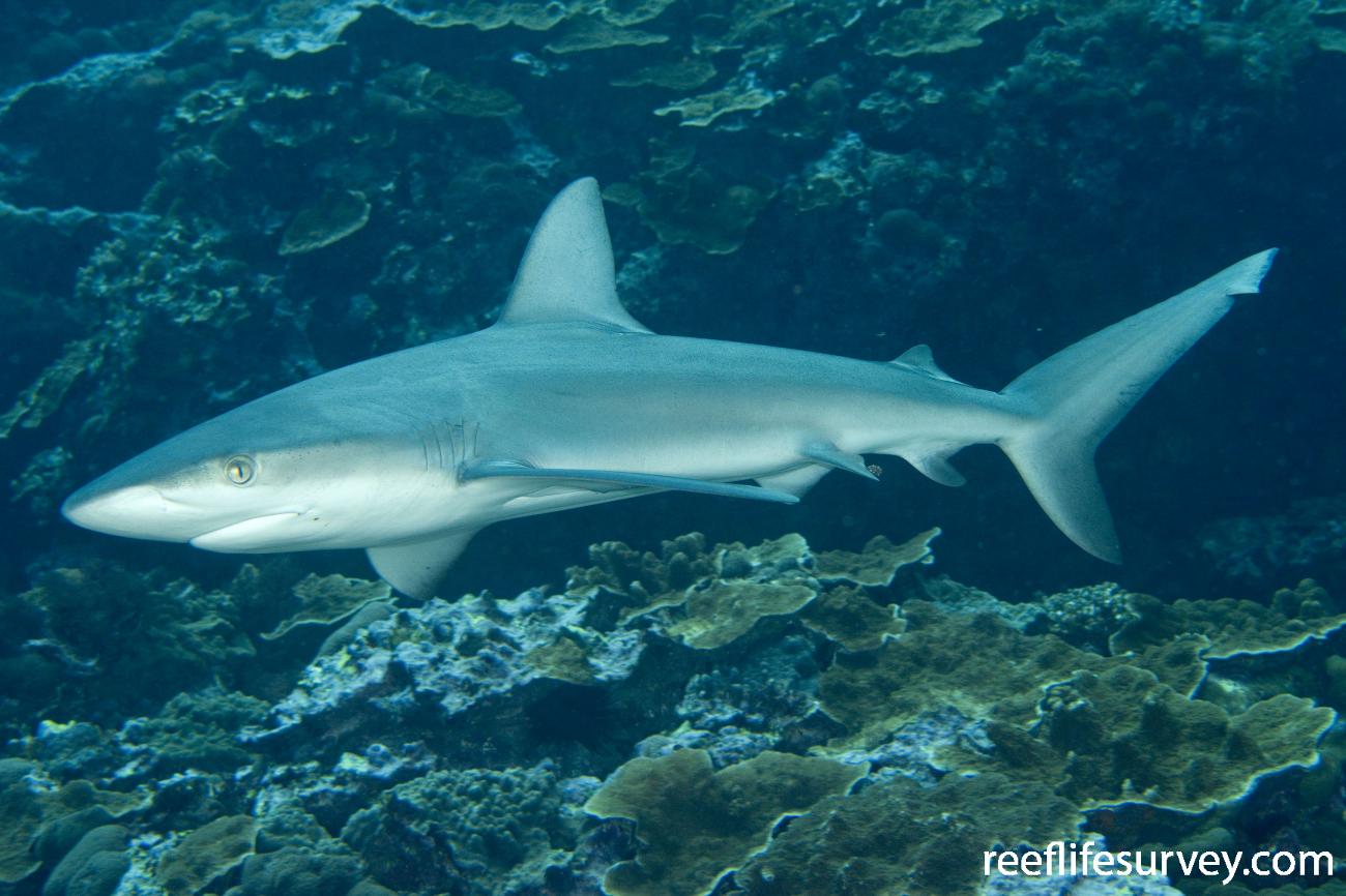 Carcharhinus galapagensis Whaler Shark