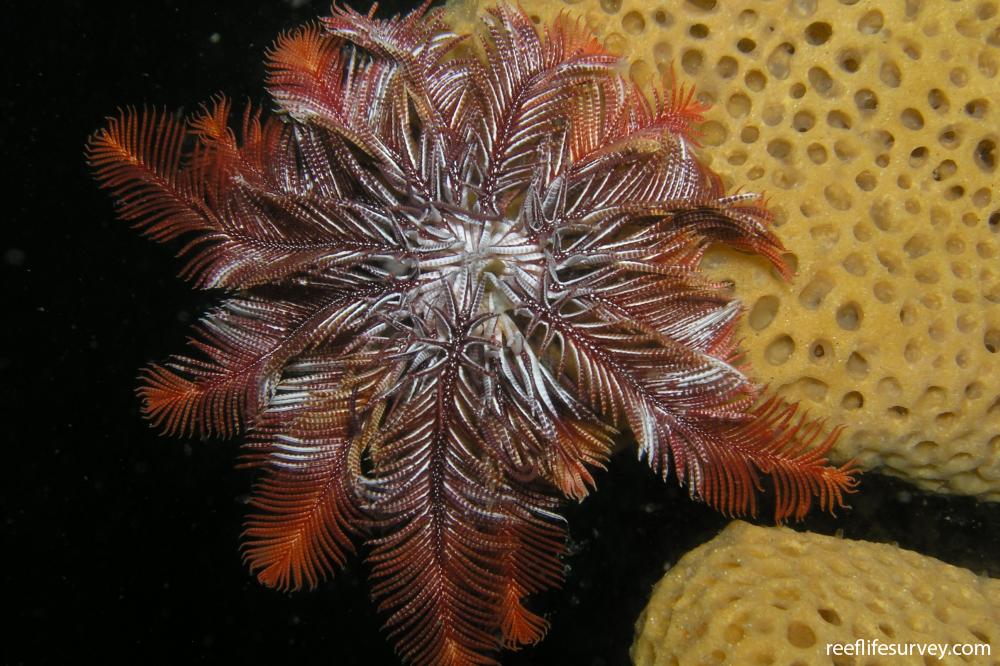 Ptilometra australis