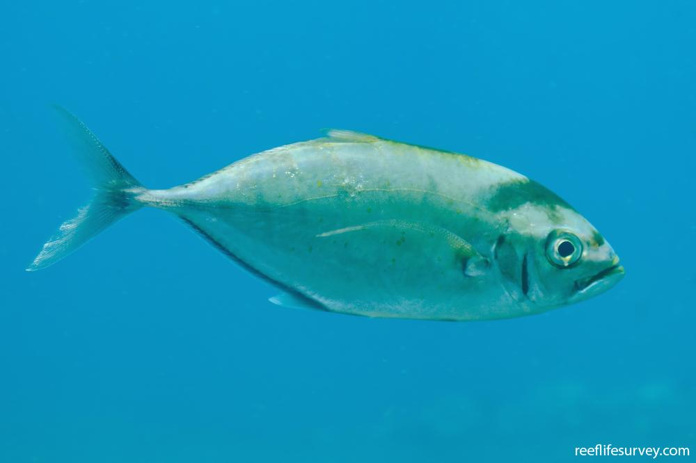 Carangoides plagiotaenia