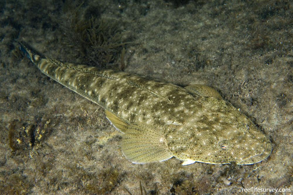 Platycephalus fuscus