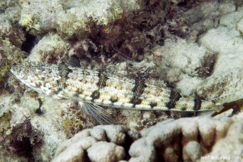 Synodus binotatus