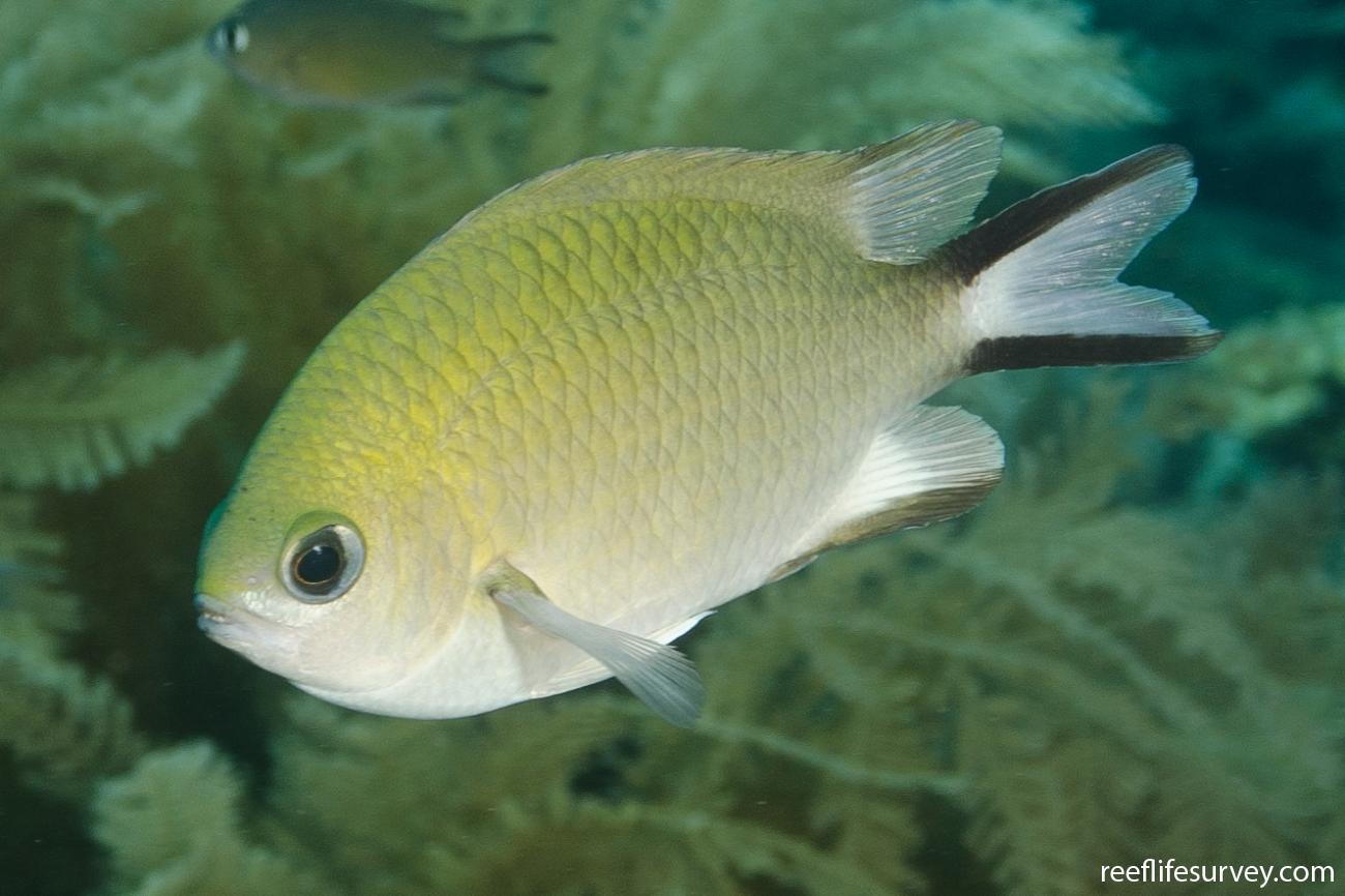 Essay about choomis 07 picture