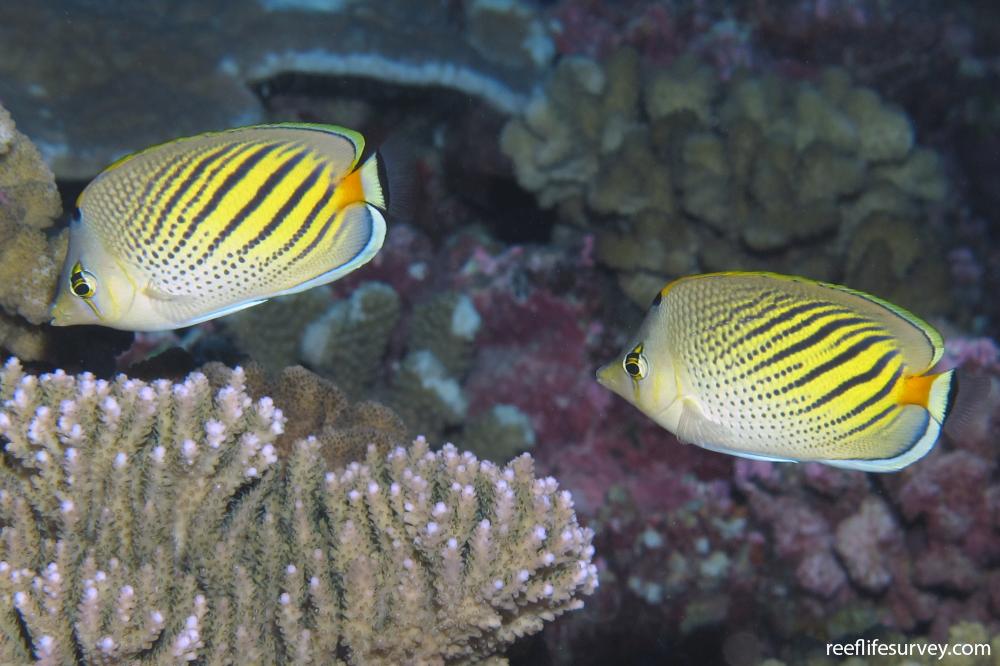 Chaetodon pelewensis