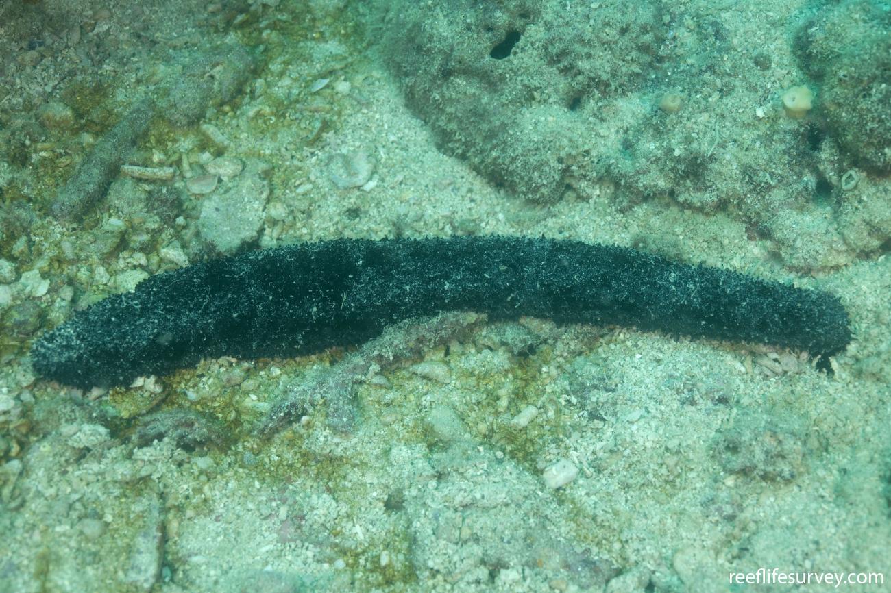 Holothuria leucospilota Black Long Sea Cucumber