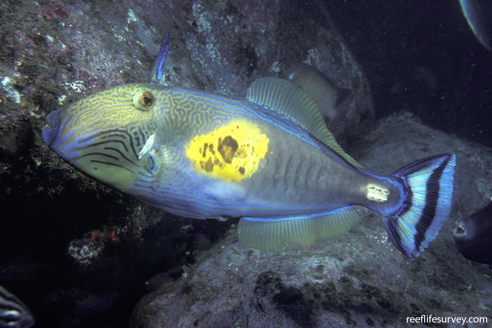 Meuschenia freycineti