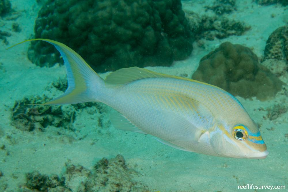 Scolopsis monogramma