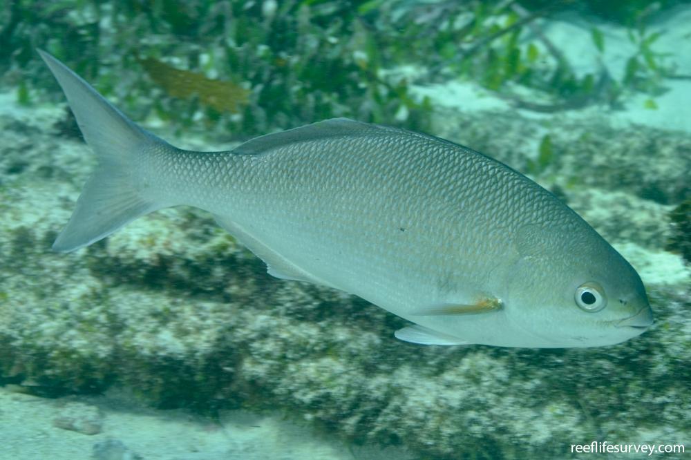 Kyphosus Cornelii Western Buffalo Bream Reeflifesurvey Com