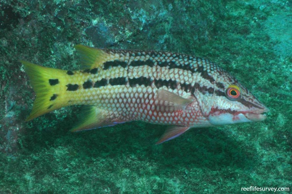 Bodianus diplotaenia