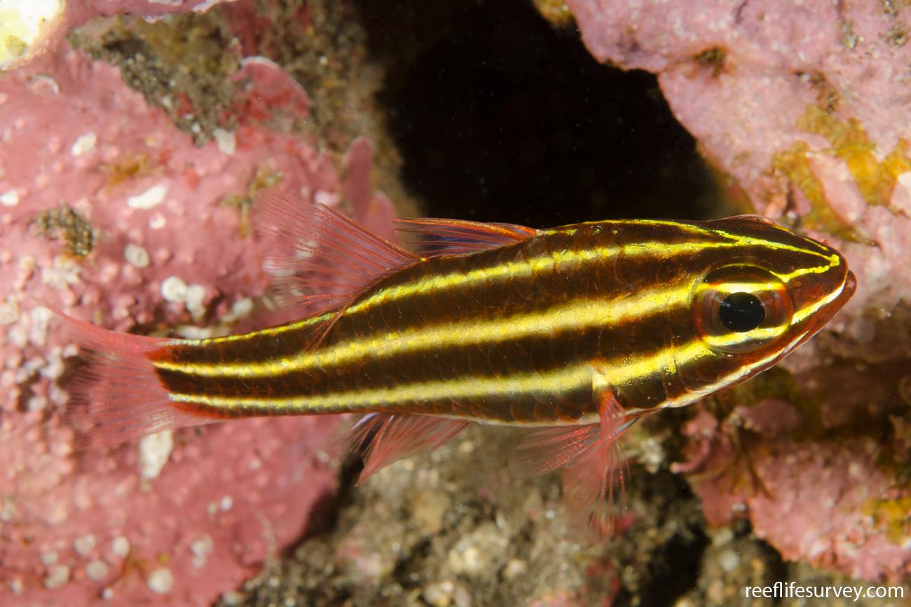 Ostorhinchus nigrofasciatus, Adult, Bali, Indonesia,  Photo: Ian Shaw