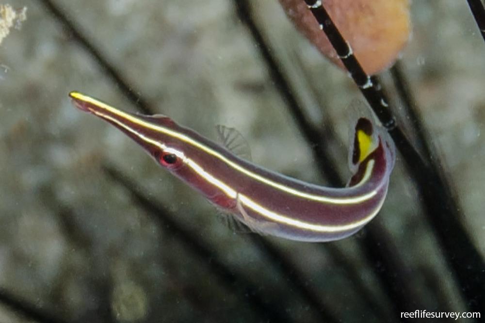 Diademichthys lineatus