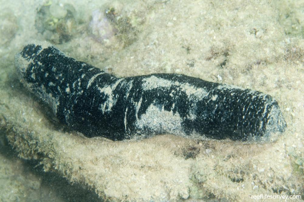 Holothuria atra