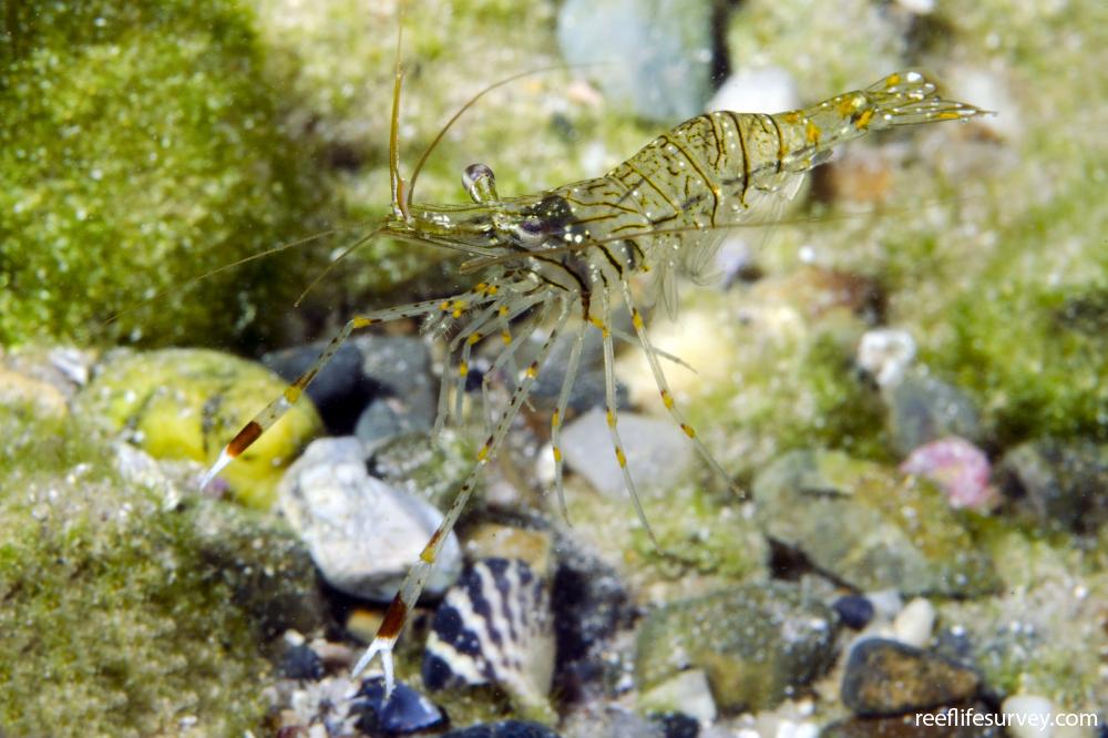 Palaemon serenus - Banded shrimp | Reef Life Survey