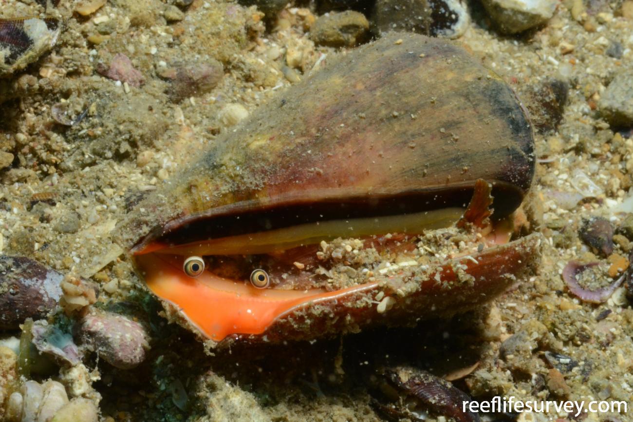 Strombus luhuanus, Minerva Reef,  Photo: Graham Edgar