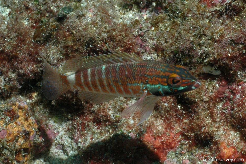 Serranus tico