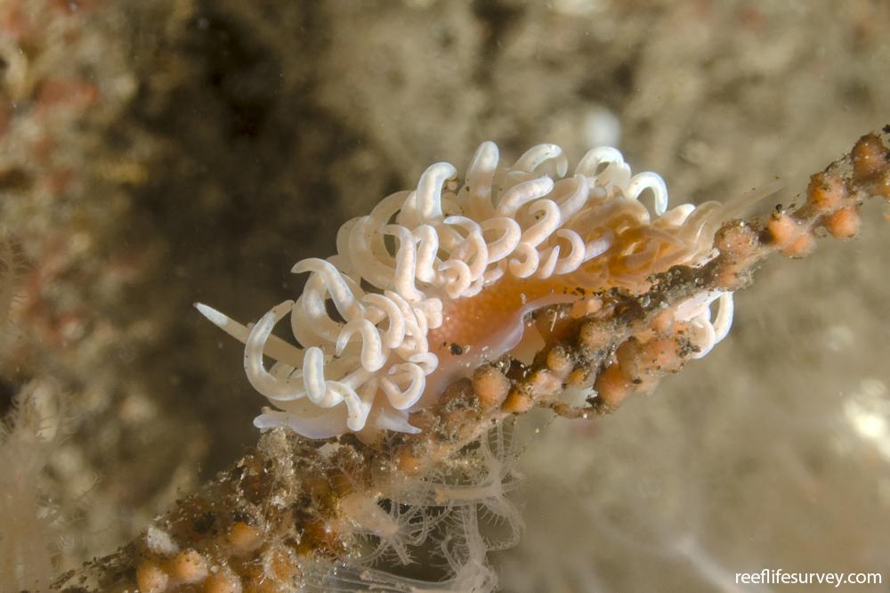 Phyllodesmium serratum